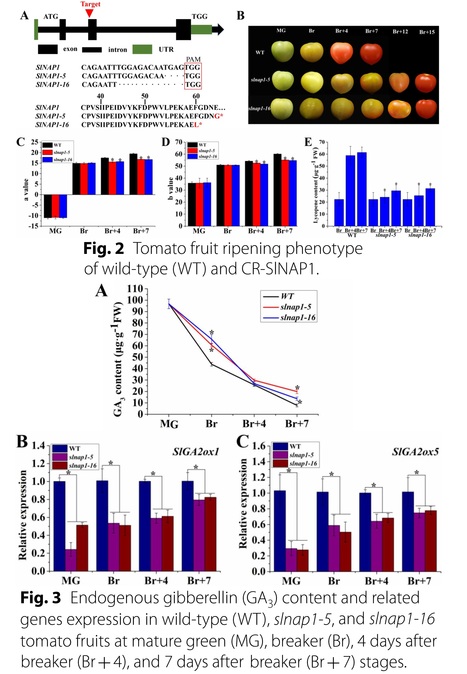 A tomato NAC transcription factor, SlNAP1, directly regulates gibberellin-dependent fruit ripening   | Plant hormones (Literature sources on phytohormones and plant signalling) | Scoop.it