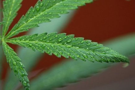 How the Nation's Most Dysfunctional State Government Blocked Medical Marijuana (And Campaign Finance Reform) | Beckley News : Cannabis - Marijuana | Scoop.it