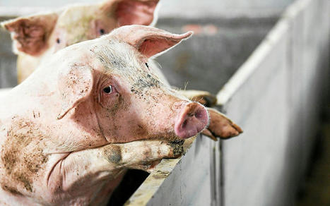 Les producteurs de porcs demandent des milliards pour agrandir et moderniser les élevages | Actualité Bétail | Scoop.it
