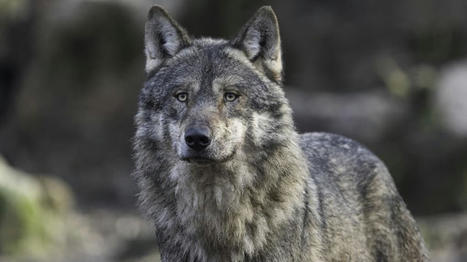 Le nouveau « plan loup » critiqué par les écologistes et les éleveurs | Actualité Bétail | Scoop.it