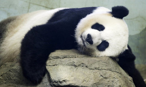 NEWS TEAM, ASSEMBLE! Mei Xiang The Panda Gave Birth! - Huffington Post | CLOVER ENTERPRISES ''THE ENTERTAINMENT OF CHOICE'' | Scoop.it