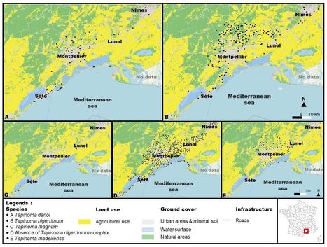 Pour comprendre les processus d'invasions biologiques, des scientifiques ont étudié chez les fourmis les interactions entre l'urbanisation et les caractéristiques des différentes espèces | EntomoNews | Scoop.it