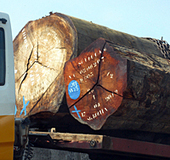 Japanese firms importing illegal Russian timber | Timberland Investment | Scoop.it