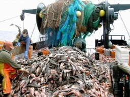 Pas d’interdiction en vue pour la pêche profonde | Economie Responsable et Consommation Collaborative | Scoop.it