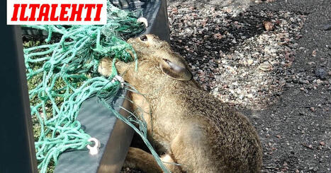 Lapset huomasivat pienen eläimen jalkapallomaalissa – Kukkaseppeleen teko muuttui pelastustehtäväksi | 1Uutiset - Lukemisen tähden | Scoop.it