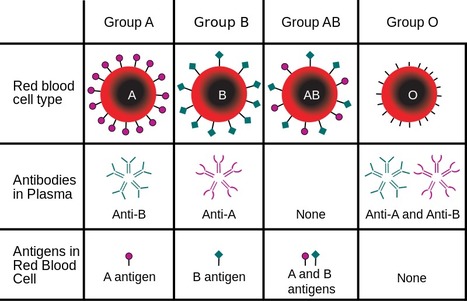 HYPERSCOOP: AB0 blood typing by Direct Agglutination Immunoassay | Immunology Diagnosis | Scoop.it