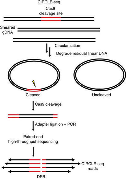 CIRCLE-seq: a highly sensitive in vitro screen for genome-wide CRISPR–Cas9 nuclease off-targets | RMH | Scoop.it