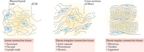 Cell migration: implications for repair and regeneration in joint disease | Rheumatology-Rhumatologie | Scoop.it