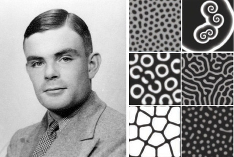 Alan Turing&rsquo;s Patterns in Nature, and Beyond | Science News | Scoop.it