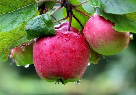 Retrouver les pommes d'autrefois pour avoir des fruits sans pesticide | Pastoralisme Ours Loups Lynx | Scoop.it