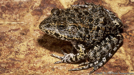 An endangered frog takes centre stage at the Supreme Court - On the brink of extinction | Timberland Investment | Scoop.it