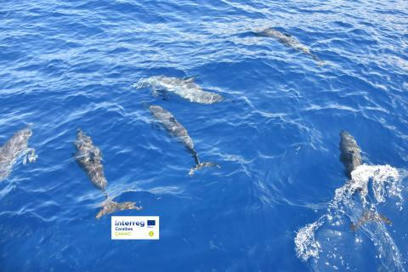 Mégafaune marine et activités humaines - CAMAC, un projet de coopération caribéenne.  | Biodiversité | Scoop.it