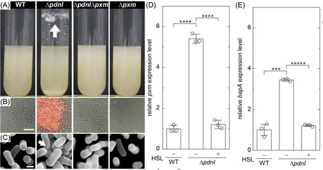 Quorum sensing regulates a polysaccharide biosynthesis gene to control cell aggregation in Paracoccus denitrificans | isme | RMH | Scoop.it
