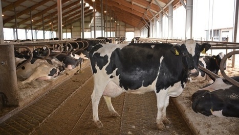 Histoire de l'Allemagne laitière De la ferme d'Etat à l'agrobusiness, les entrepreneurs regardent vers le futur | Lait de Normandie... et d'ailleurs | Scoop.it