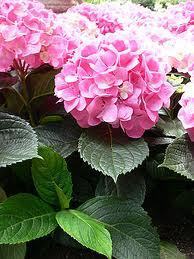 Horti'doc - Innovations Infos : nouveau bulletin de veille sur les débouchés en horticulture | HORTICULTURE | Scoop.it