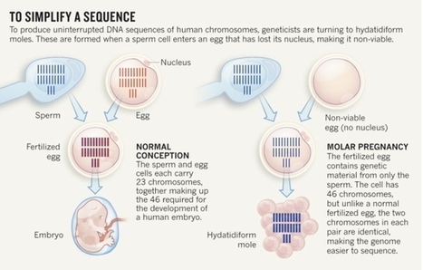‘Platinum’ genome takes on disease | Personalizations for the Aging | Scoop.it