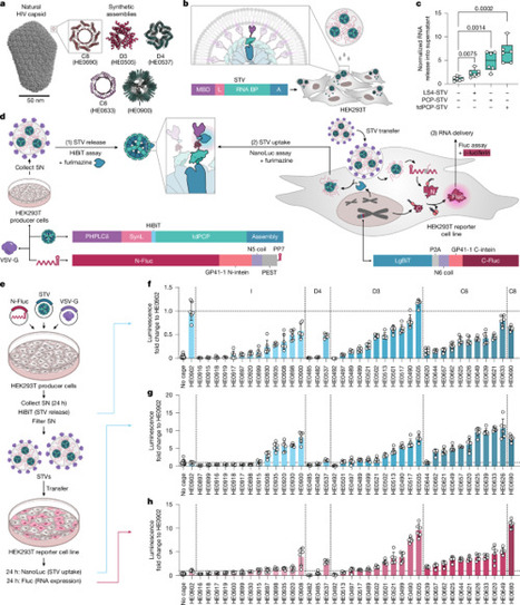 Creating bottom-up RNA transfer vehicles from synthetic protein assemblies | nat | RMH | Scoop.it