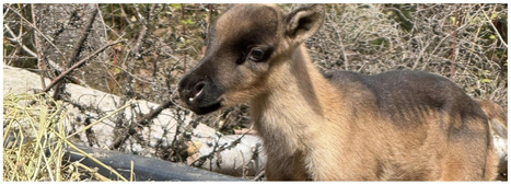 La SNAP Qu&eacute;bec veut &ecirc;tre le &laquo; chien de garde &raquo; du projet &eacute;olien Des Neiges - Charlevoix | Ils parlent de nous ! | Scoop.it