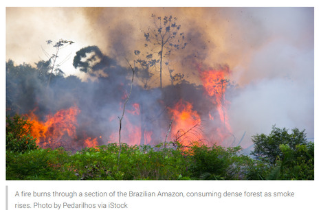Amazon Wildfires: Why They Happen and How to Stop Them | RAINFOREST EXPLORER | Scoop.it