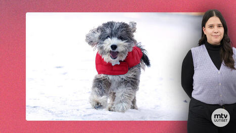 N&auml;m&auml; olivat koirien suosituimmat kutsumanimet vuonna 2025 | Videot | MTV Uutiset | 1Uutiset - Lukemisen t&auml;hden | Scoop.it