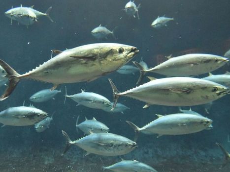 Quotas de thons : les liens entre pêcheurs et scientifiques se renforcent | Biodiversité | Scoop.it