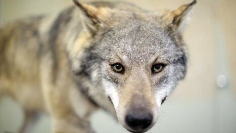 Un loup abattu dans les Alpes de Haute-Provence, les &eacute;leveurs rencontrent le pr&eacute;fet - France 3 Provence-Alpes | Loup | Scoop.it