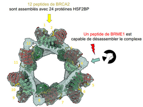 Le complexe BRCA2-HSF2BP forme un anneau de 900 kDa, qui est désassemblé par BRME1, ce qui favorise la recombinaison homologue en méiose | Life Sciences Université Paris-Saclay | Scoop.it