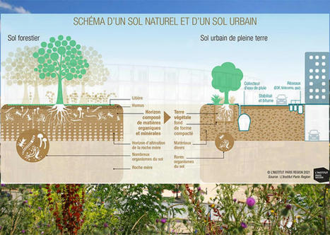 Documents d'urbanisme : une étude souligne la nécessité d'une définition partagée de la "pleine terre" | Environnement et technique | Scoop.it