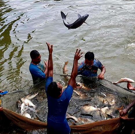 Fish species are exposed to death due to climate change, Bangladeshi scientists say | Soggy Science | Scoop.it