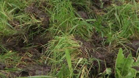 Future Soil: Excess carbon regenerating soils | GTAV AC:G Y9 - Biomes and food security | Scoop.it