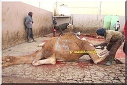 Nouakchott (Mauritanie) : Les propriétaires de bétail refusent d’alimenter les abattoirs. | La Gazette des abattoirs | Scoop.it
