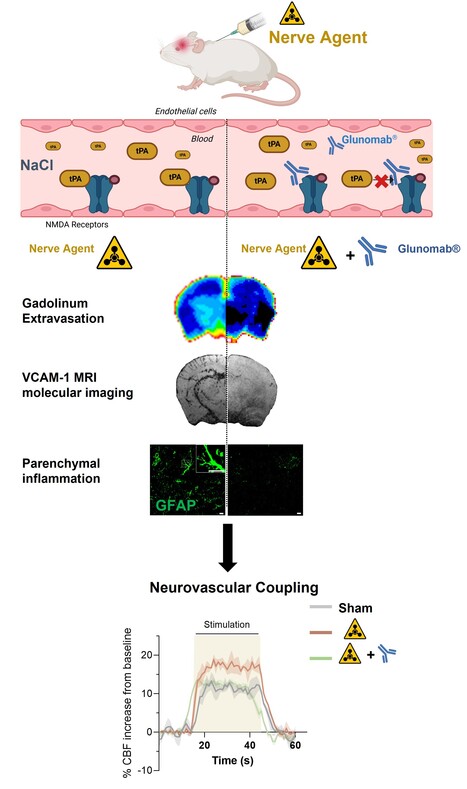 Inhibition de l'interaction tPA-NMDAR pour pr&eacute;venir les d&eacute;ficits neurovasculaires et fonctionnels induits par les agents neurotoxiques organophosphor&eacute;s | Life Sciences Universit&eacute; Paris-Saclay | Scoop.it