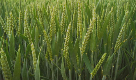 OECD-FAO Agricultural Outlook 2022-2031 | CIHEAM Press Review | Scoop.it