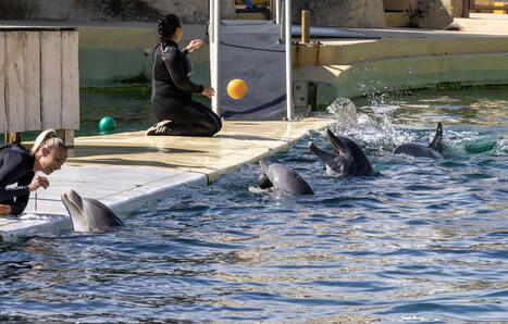 Le zoo de Beauval renonce &agrave; accueillir les dauphins du Marineland d&rsquo;Antibes &agrave; cause du co&ucirc;t du chantier | Revue de presse C&eacute;tac&eacute;s | Scoop.it