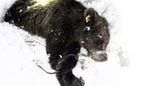 Ils veulent sauver la peau de l’ours | Pastoralisme Ours Loups Lynx | Scoop.it