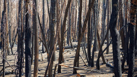 Experts issue warning as major US region braces for intense wildfire season: 'Not that much time left for things to turn around' - The Cool Down | Operation Deimos | Scoop.it