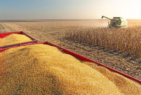 Corn: Good yields, but concerns over economic returns (GREECE) | MED-Amin network | Scoop.it