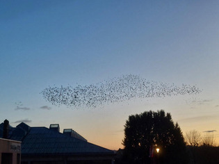 Moins de tontes, plus de nature : les pistes pour favoriser la biodiversit&eacute; &agrave; Dieppe et dans sa r&eacute;gion | Une semaine d'actu - Newsletter de veille de l'AURH | Scoop.it