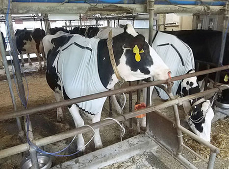 Au Japon, un tee-shirt réfrigérant pour aider les vaches durant les chaleurs estivales | Lait de Normandie... et d'ailleurs | Scoop.it