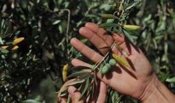 Le charançon rouge et la Xylella fastidiosa, une menace pour l’agriculture tunisienne - WMC | Variétés entomologiques | Scoop.it