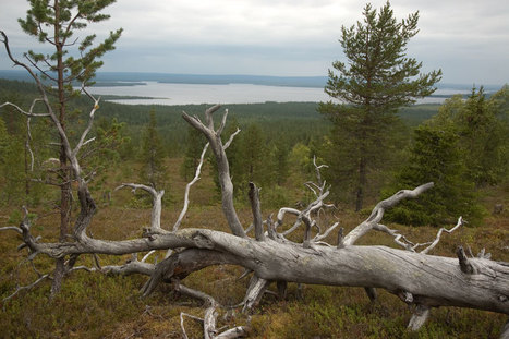 www.lappomania.fi | 1Uutiset - Lukemisen tähden | Scoop.it