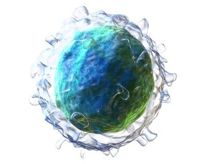Identificado un nuevo mecanismo inmunológico clave para el desarrollo de vacunas | Immunology for University Students | Scoop.it