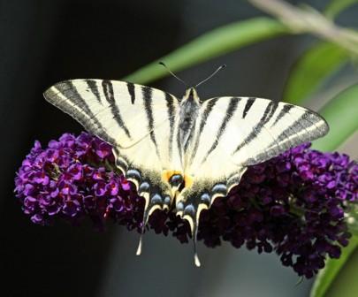Découverte des papillons de nos jardins | Variétés entomologiques | Scoop.it