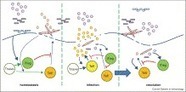 T cell tolerance and immunity to commensal bacteria- Current Opinion in Immunology - | Mucosal Immunity | Scoop.it