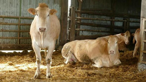 Blonde d'Aquitaine : une finition &agrave; la hauteur de ses ambitions&nbsp; | Actualit&eacute;s de l'&eacute;levage | Scoop.it