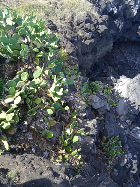 10 retours d’expériences de gestion en 2025 - Centre de ressources espèces exotiques envahissantes | Biodiversité | Scoop.it