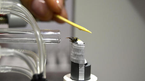 [La D&eacute;p&ecirc;che du Midi] Il n&rsquo;est pas plus gros qu&rsquo;un grain de semoule et pourtant&hellip; &Agrave; Toulouse, le cerveau des abeilles nous renseigne sur les performances d&rsquo;apprentissage et ce n&rsquo;est pas la taille qui... | Les laboratoires du CNRS Occitanie Ouest dans la presse | Scoop.it