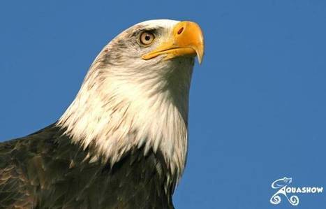 Finistère: L’aquarium d’Audierne recherche désespérément son aigle Dana | GREENEYES | Scoop.it