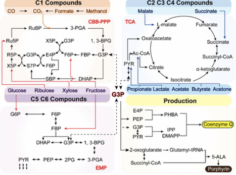 Systematic Reprogramming of Rhodobacter sphaeroides for Efficient Biosynthesis of Coenzyme Q10 and Porphyrins | asb | RMH | Scoop.it