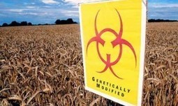 900 Scientists Report: GMO Crops Proven to be Ineffective at Fighting World Hunger | YOUR FOOD, YOUR ENVIRONMENT, YOUR HEALTH: #Biotech #GMOs #Pesticides #Chemicals #FactoryFarms #CAFOs #BigFood | Scoop.it